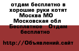 отдам бесплатно в хорошие руки котят Москва МО - Московская обл. Бесплатное » Отдам бесплатно   